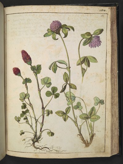 Trifolium incarnatum & Trifolium pratens, from 
