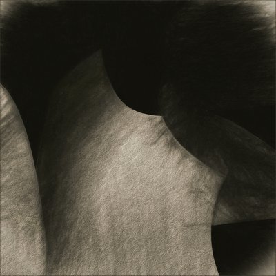 Flowing Sepia Curves by Gilbert Claes