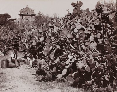 Palermo. Prickly Pears by Giorgio Sommer