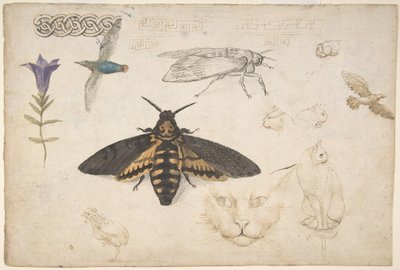 Studies of a Gentian, Moth, Birds, Cats, Interlacing Motif, and Greek Frets recto by Giorgio di Giovanni