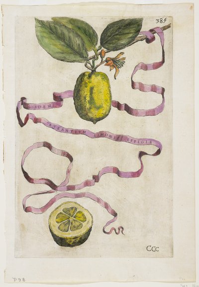 Idem Aurantium Limonis Effigle, from Hesperides by Giovanni Battista Ferrari