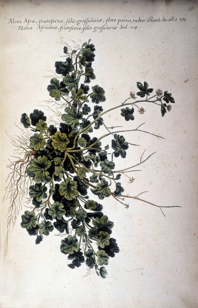 Alcea Afra - In 