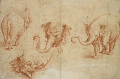 Four Studies of an Elephant by Giulio Romano