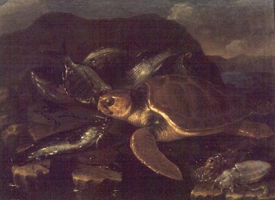 Still Life with a Fish and a Tortoise by Giuseppe Recco