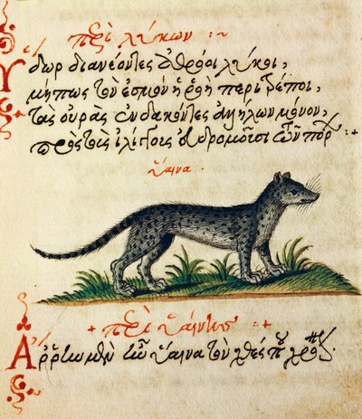 Treatise on Hyena from De animalium natura et proprietate libellus by Greek School