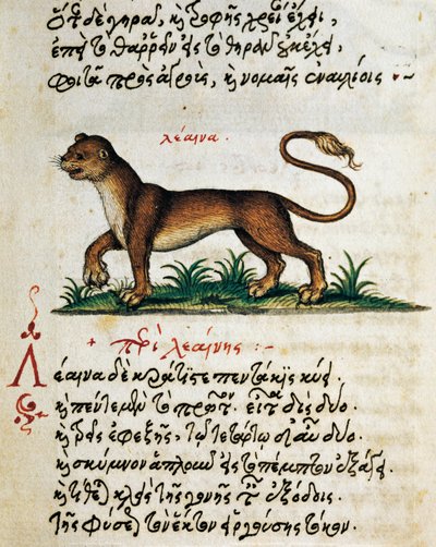 Treatise on Lion, text and miniature from De animalium natura et proprietate libellus, by Aelianus (2nd-3rd century AD) by Greek School