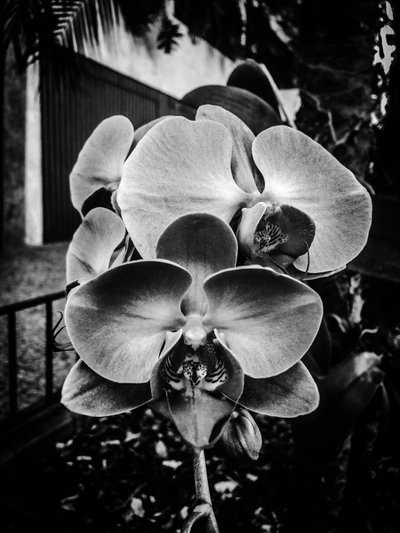 Flower No. 10, 2025 by Guilherme Pontes