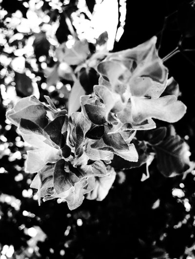 Flower No. 13, 2025 by Guilherme Pontes