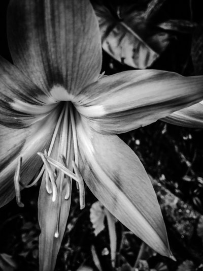 Flower No. 14 by Guilherme Pontes
