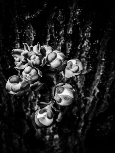 Flower No. 17 by Guilherme Pontes