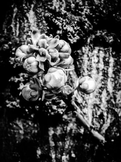 Flower No. 18 by Guilherme Pontes