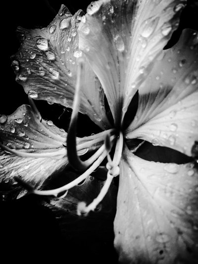 Flower No. 19 by Guilherme Pontes