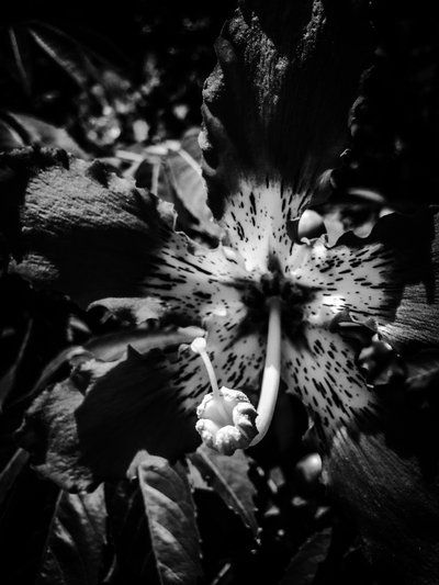 Flower No. 20 by Guilherme Pontes