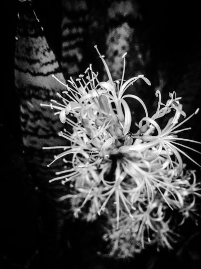 Flower No. 21 by Guilherme Pontes
