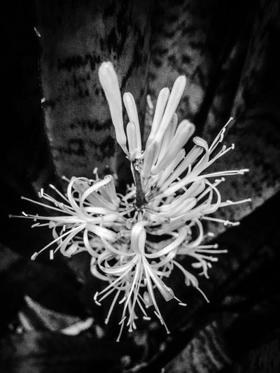 Flower No. 22 by Guilherme Pontes