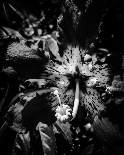 Flower No. 23 by Guilherme Pontes