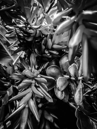 Flower No. 30, 2025 by Guilherme Pontes