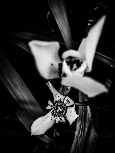 Flower No. 31 by Guilherme Pontes
