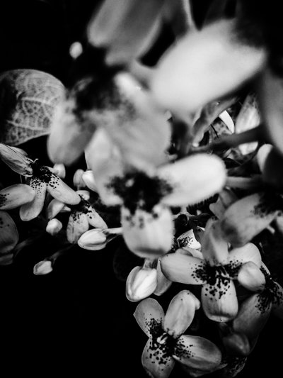 Flower No. 34 by Guilherme Pontes