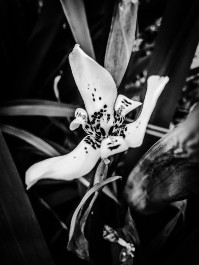 Flower No. 35 by Guilherme Pontes