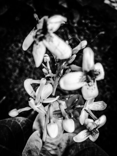 Flower No. 38 by Guilherme Pontes