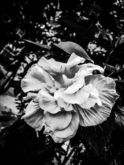 Flower No. 39 by Guilherme Pontes