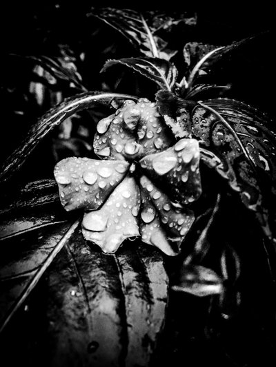 Flower No. 41 by Guilherme Pontes