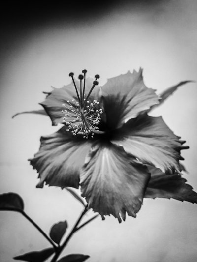 Flower No. 42 by Guilherme Pontes
