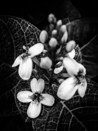 Flower No. 48 by Guilherme Pontes