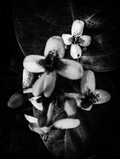 Flower No. 49 by Guilherme Pontes