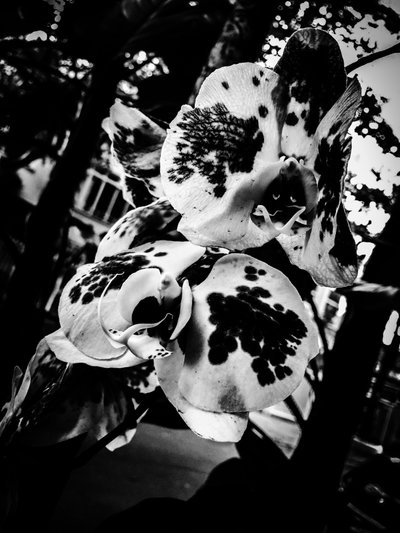 Flower No. 4 by Guilherme Pontes