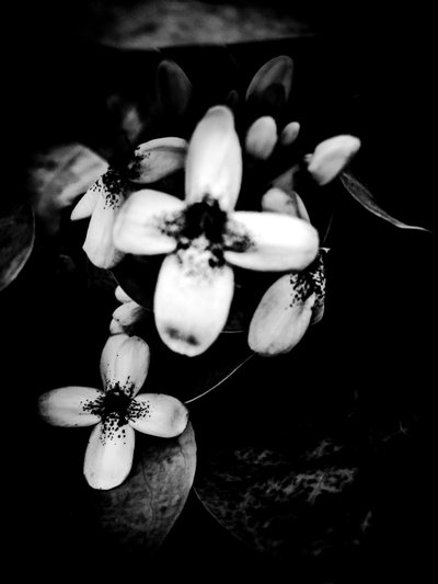 Flower No. 51 by Guilherme Pontes