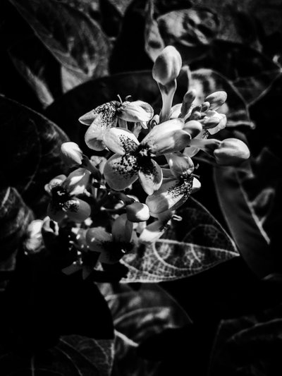 Flower No. 7, 2025 by Guilherme Pontes