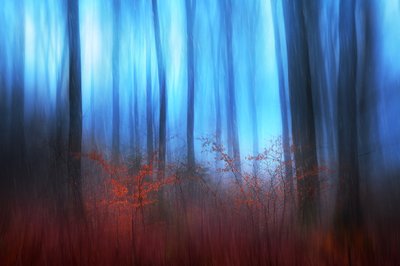 Blue Forest Dream by Gustav Davidsson