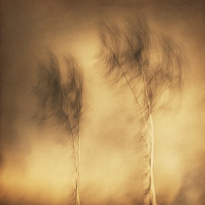 Dreamy Swaying Trees by Gustav Davidsson