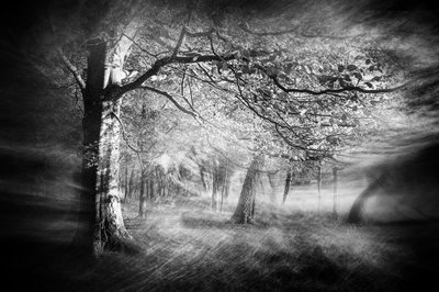 Ethereal Forest Light by Gustav Davidsson