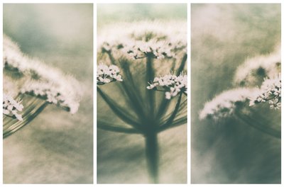 Ethereal White Blooms by Gustav Davidsson