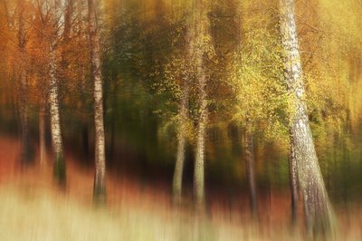 Golden Birch Forest by Gustav Davidsson