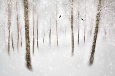 Serene Winter Forest by Gustav Davidsson