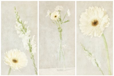 Soft White Blooms by Gustav Davidsson