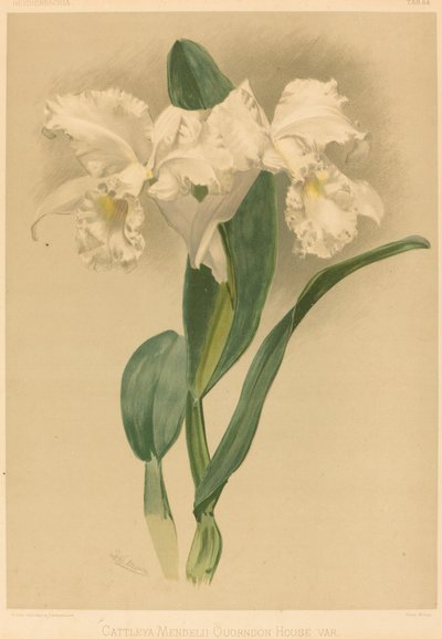 Cattleya Mendelii Quorndon House Var. by Gustav Leutzsch after Henry George Moon