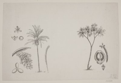 Botanical Leaf from Schouw