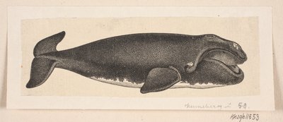 A Whale by H. C. Henneberg