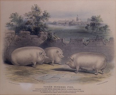Three prize pigs bred by Prince Albert at Windsor Castle, engraved by H. Stafford by H. Strafford