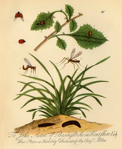 Ladybird and Daddy-Long-Legs: Coccinella and Tipula oleracea, 1720, 1945 by Halett