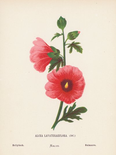 Wild Flowers of the Holy Land: Alcea Lavateraeflora; Hollyhock by Hannah Zeller