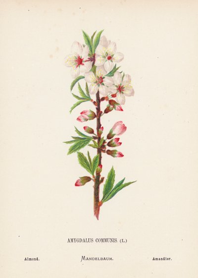 Wild Flowers of the Holy Land: Amygdalus Communis; Almond by Hannah Zeller