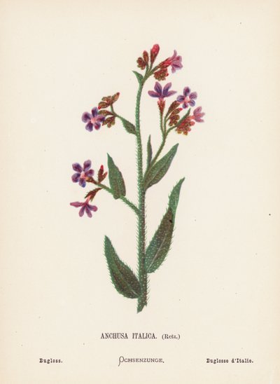 Wild Flowers of the Holy Land: Anchusa Italica, Retz; Bugloss by Hannah Zeller