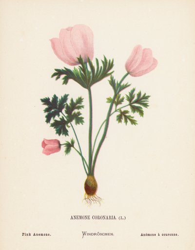 Wild Flowers of the Holy Land: Anemone Coronaria; Pink Anemone by Hannah Zeller