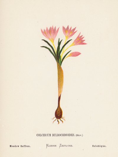 Wild Flowers of the Holy Land: Colchicum Bulbocodioides, Stev; Meadow Saffron by Hannah Zeller